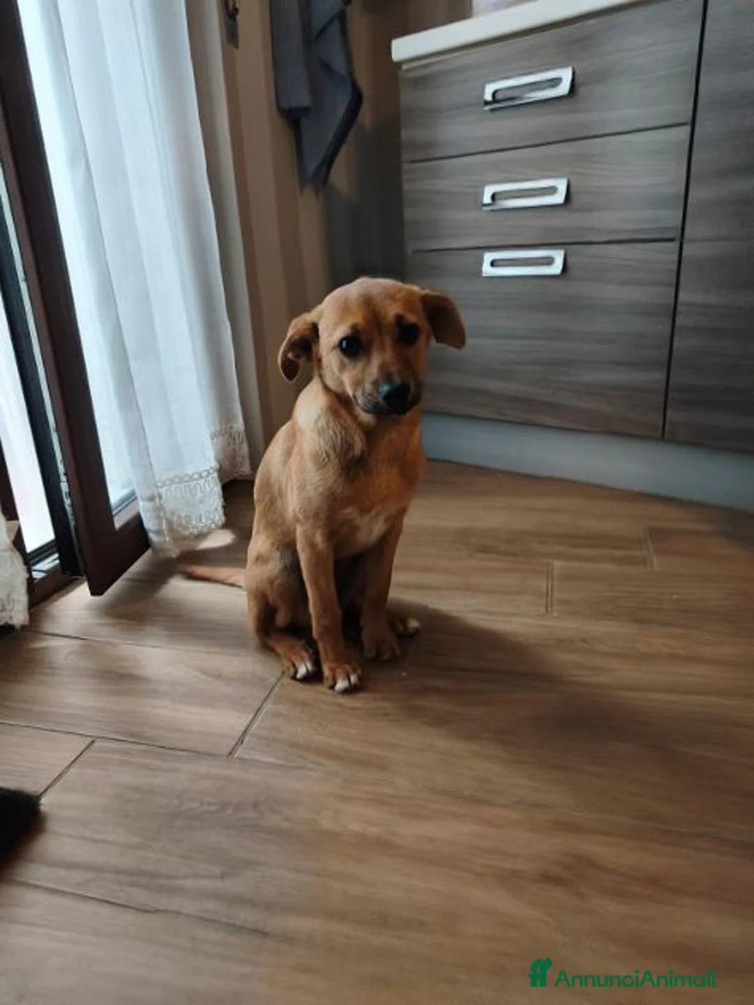 Meticcio cani in regalo: SILVYE cucciola coccolona  - tg piccola a Città metropolitana di Milano - Annuncio 4