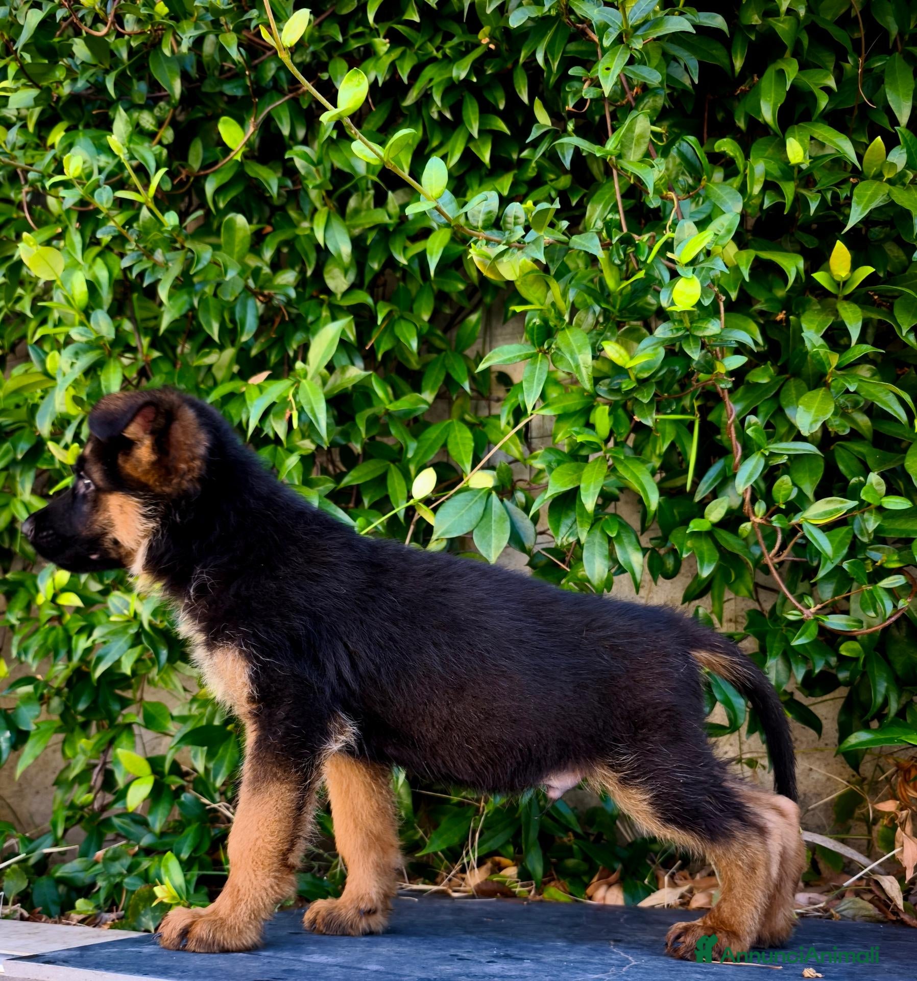 Pastore Tedesco cani Cuccioli Pastore Tedesco altissima genealogia. - Annuncio 17