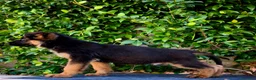 Pastore Tedesco cani in vendita: Cuccioli Pastore Tedesco altissima genealogia. a Provincia di Treviso - Annuncio 1