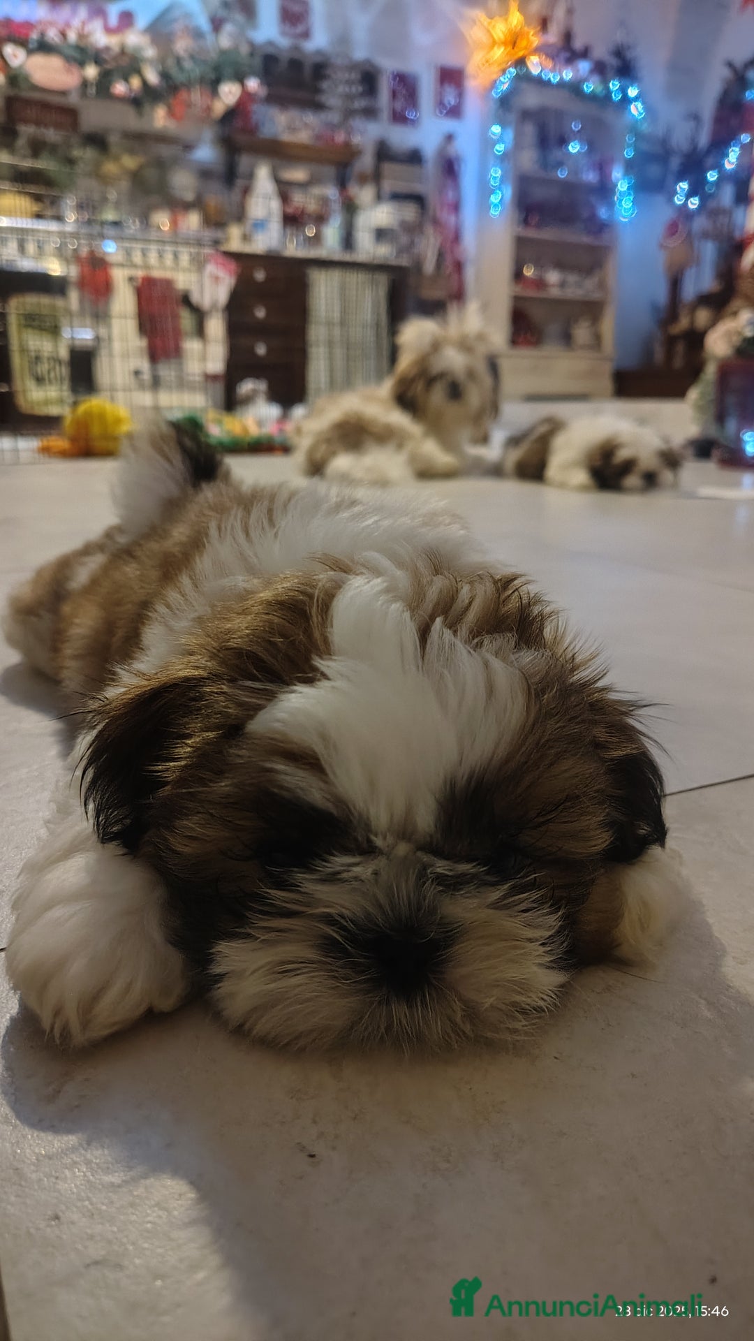 Shih Tzu cani in vendita: Splendidi cuccioli di schitzu con pedigree  - Annuncio 10