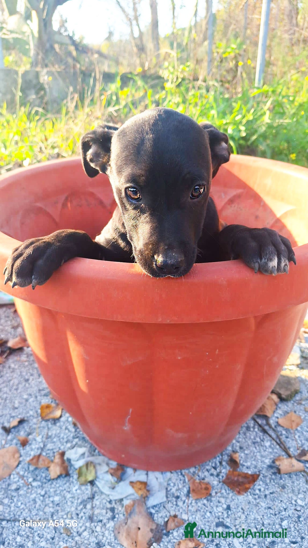 Pitbull cani in regalo: Micky cucciolo adorabile - Annuncio 7