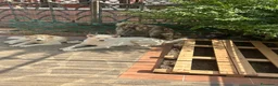 Akita Inu cani in vendita: Cucciole di Akita inu  - Annuncio 2