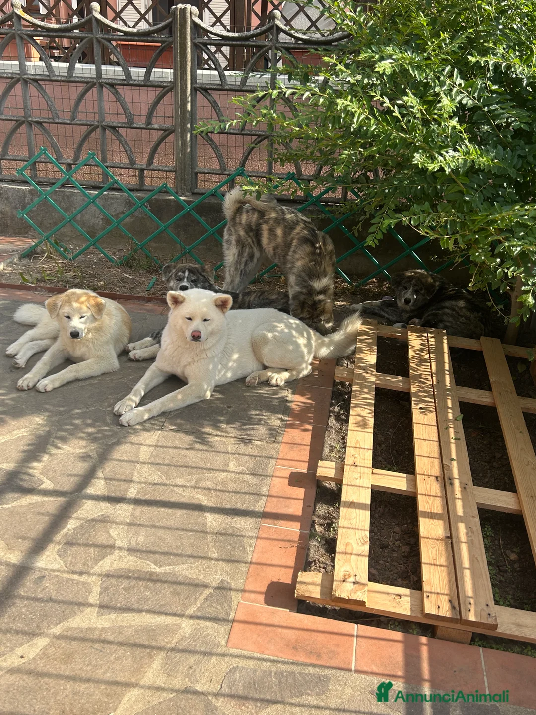 Akita Inu cani in vendita: Cucciole di Akita inu  - Annuncio 2