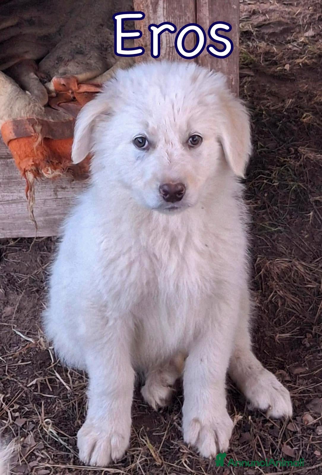 Meticcio cani EROS 💙 - cucciolo come un batuffolo bianco 🥺 - Annuncio 6