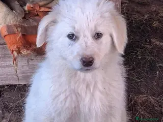 Meticcio cani EROS 💙 - cucciolo come un batuffolo bianco 🥺 - Annuncio 6