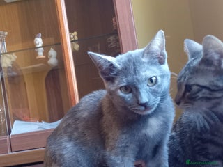 Meticcio gatti MI ADOTTI? SONO TEMPESTA - Annuncio 1