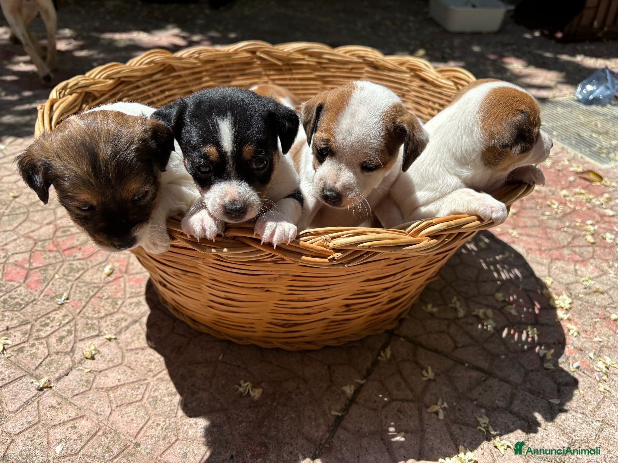 Meticcio cani Cuccioli di jack russell  - Annuncio 15