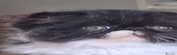 Persiano gatti in vendita: Ciccioli persiani bianchi e neri - Annuncio 5