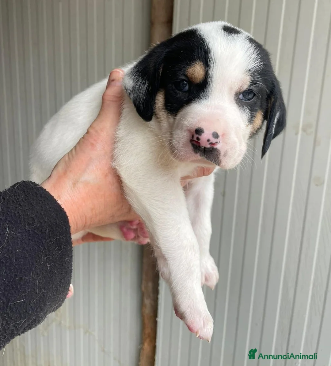 Segugio cani in regalo: COSMO E FRATELLI a Città Metropolitana di Bologna - Annuncio 1