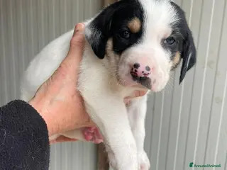 Segugio cani COSMO E FRATELLI a Città Metropolitana di Bologna - Annuncio 2