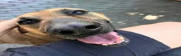 Meticcio cani in regalo: SONO ARGO CERCO CASA - Annuncio 7