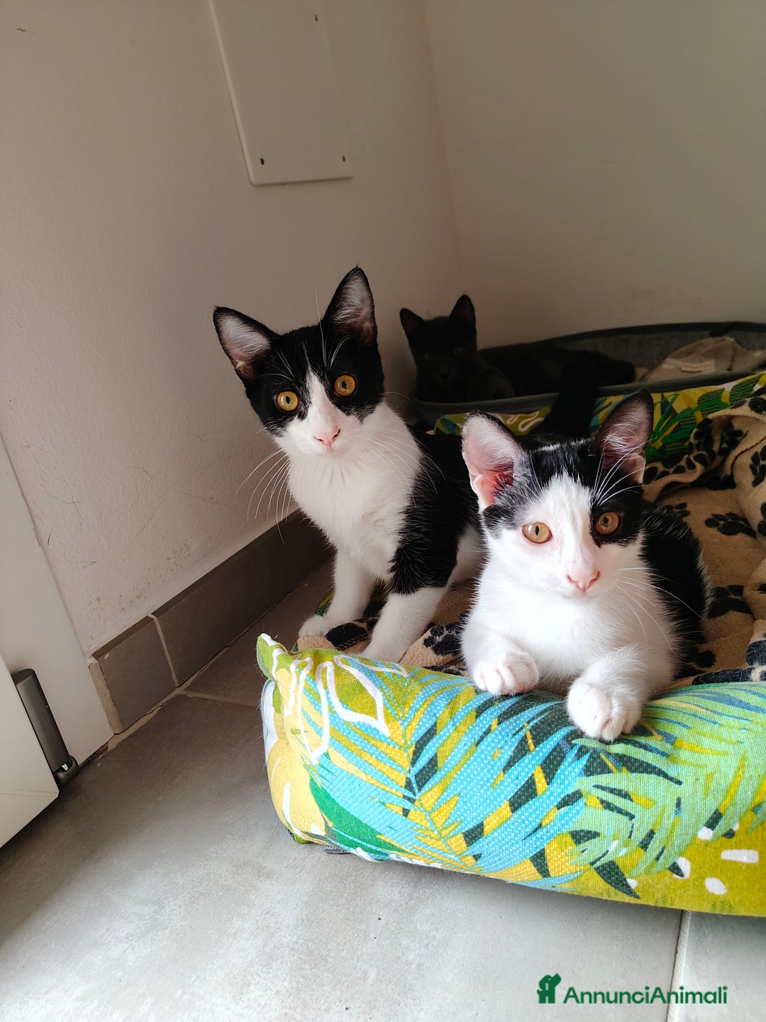 Europeo gatti in regalo: Veronica e Carla cercano casa - Immagine 1