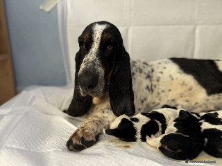 Bassethound cani Cuccioli di Bassethound - Annuncio 35