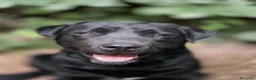 Labrador cani per accoppiamento: Labrador di 3 anni cerca femmina per accoppiamento a Provincia di Perugia - Annuncio 6