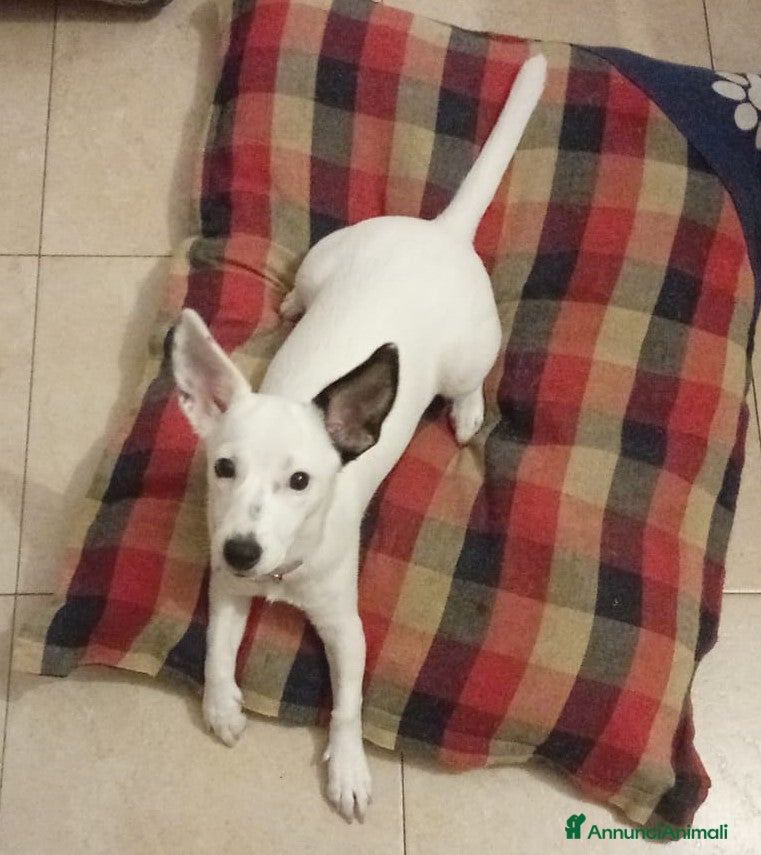 Meticcio cani Alice taglia piccola, buona socievole affettuosa - Annuncio 31