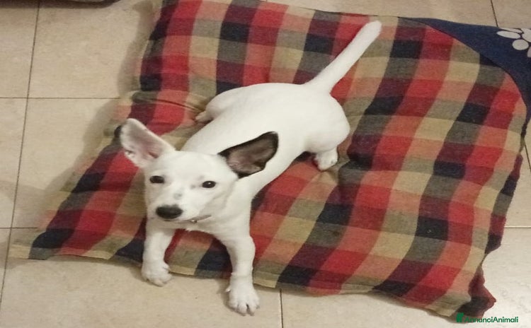 Meticcio cani - Annuncio 8