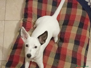 Meticcio cani Alice taglia piccola, buona socievole affettuosa - Annuncio 32