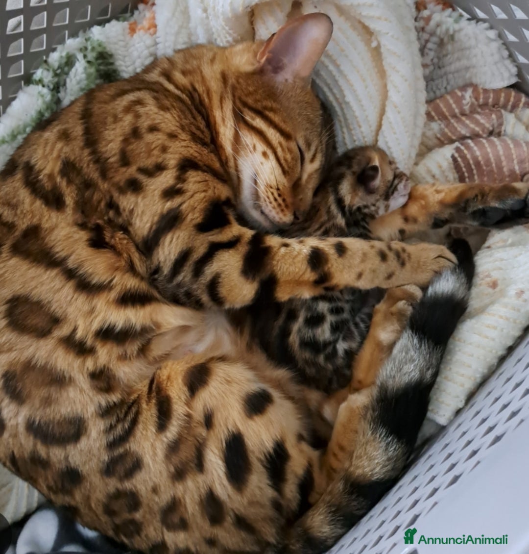 Bengala gatti in vendita: Cuccioli bengala  a Provincia di Varese - Immagine 2