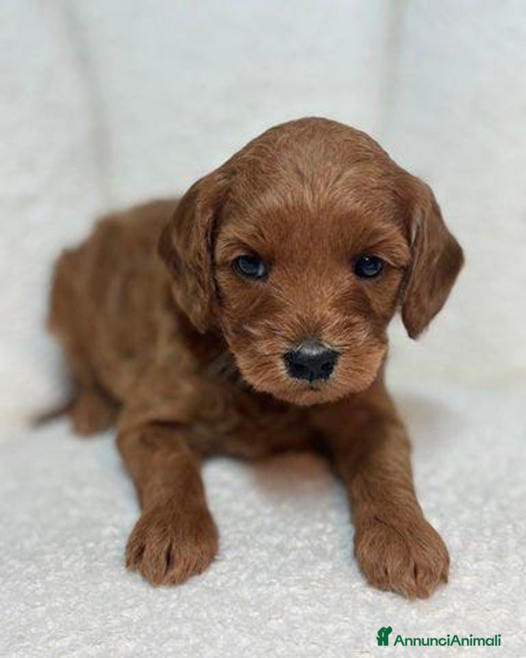 Meticcio cani in vendita: Cuccioli di Mini Goldendoodle F1BB - Annuncio 8