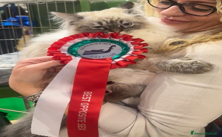 Siberiano gatti - Annuncio 2