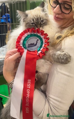 Siberiano gatti Siberiano con pedigree da accoppiamento - Annuncio 8