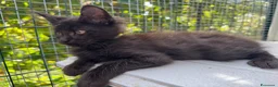 Maine Coon gatti in vendita: Cucciolo di maine coon manto nero (Daiquiri) - Annuncio 15