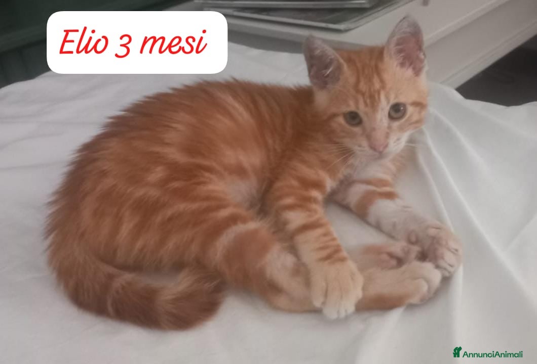 Altre razze gatti Tanti gattini desiderosi di trovare famiglia  - Annuncio 3