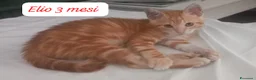 Altre razze gatti in regalo: Tanti gattini desiderosi di trovare famiglia  a Provincia di Bergamo - Annuncio 1