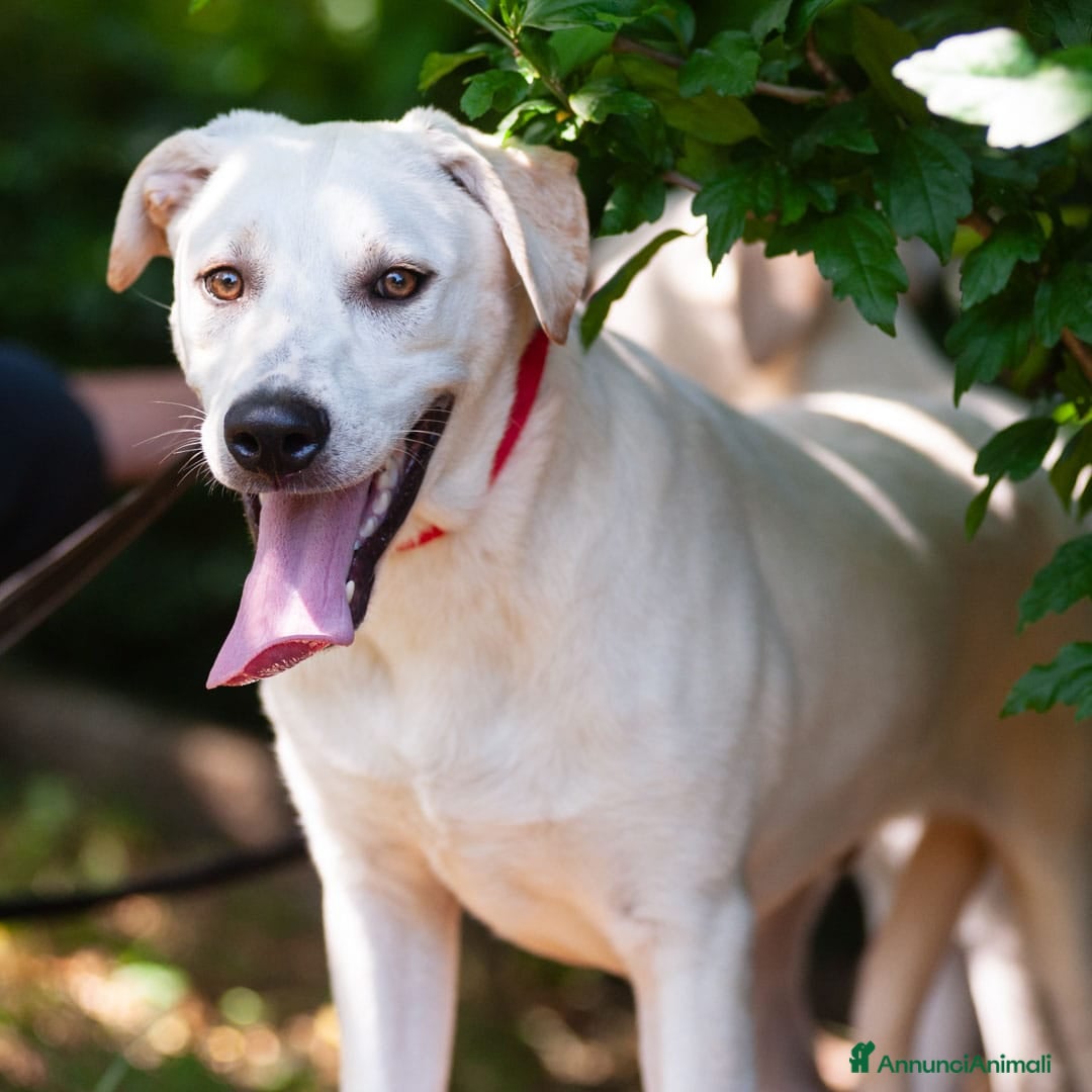 Altre razze cani in regalo: Whisky a Provincia di Bergamo - Immagine 5