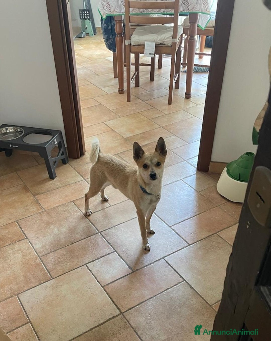 Pinscher Tedesco cani in regalo: Milo cerca persona esperta e paziente  - Annuncio 2