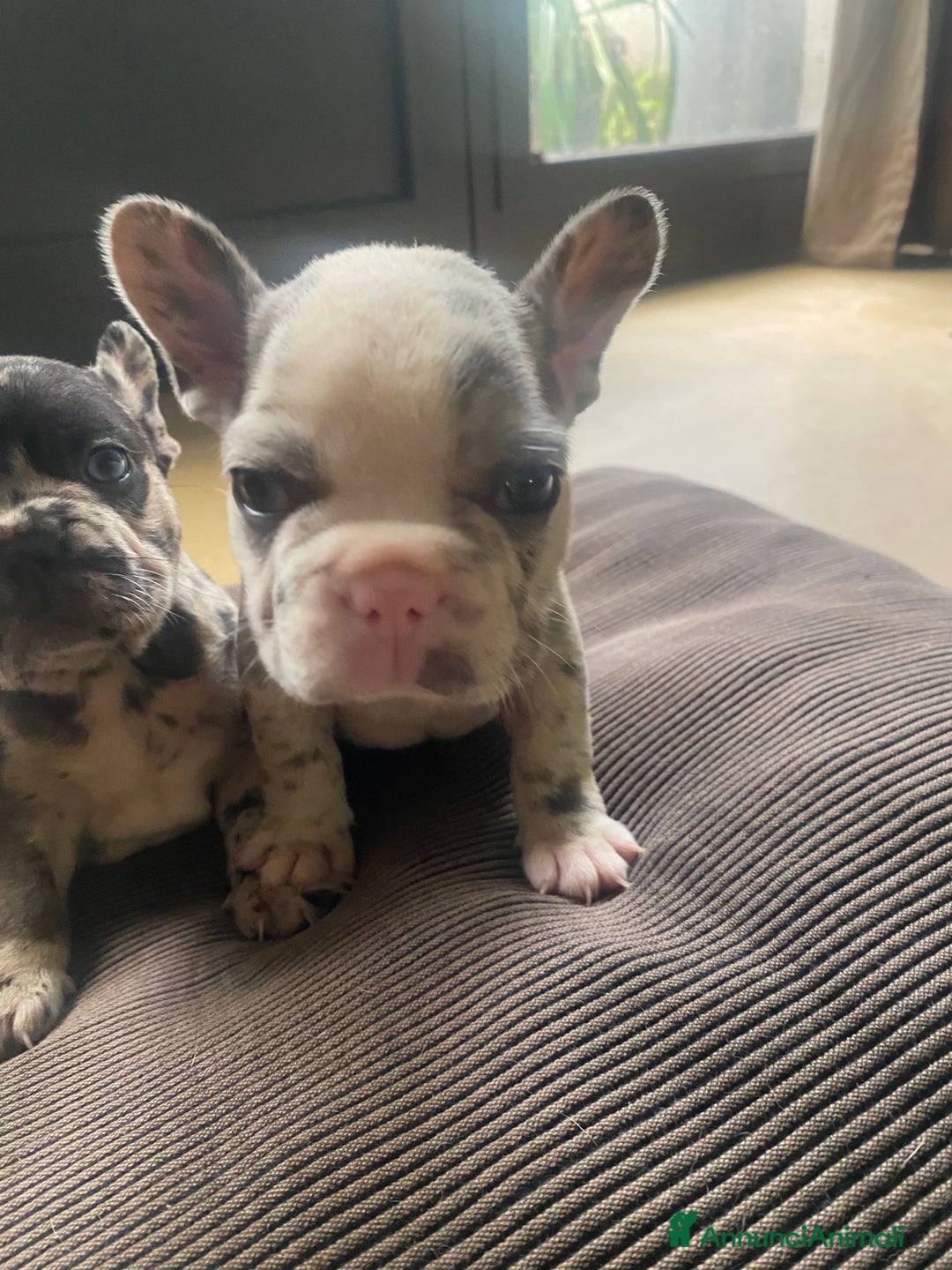 Bandog cani in vendita: Cuccioli di bulldog francese  a Città metropolitana di Milano - Immagine 13