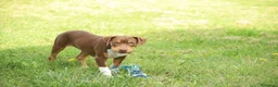 Pitbull cani in vendita: Cucciolo Red Tricolor con pedigree anche a rate - Annuncio 6