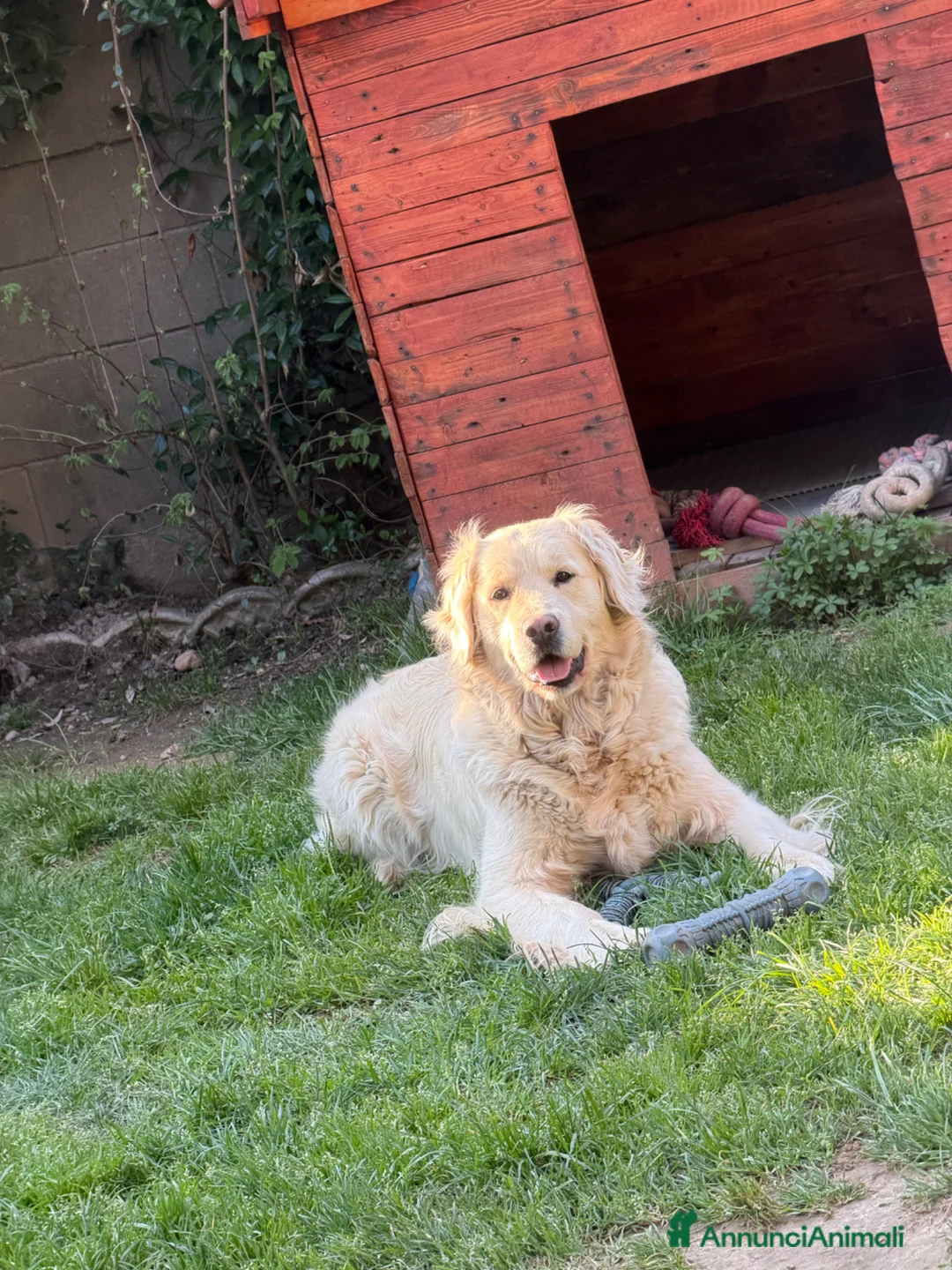 Golden Retriever cani per accoppiamento: Cercasi maschio per monta  - Annuncio 3