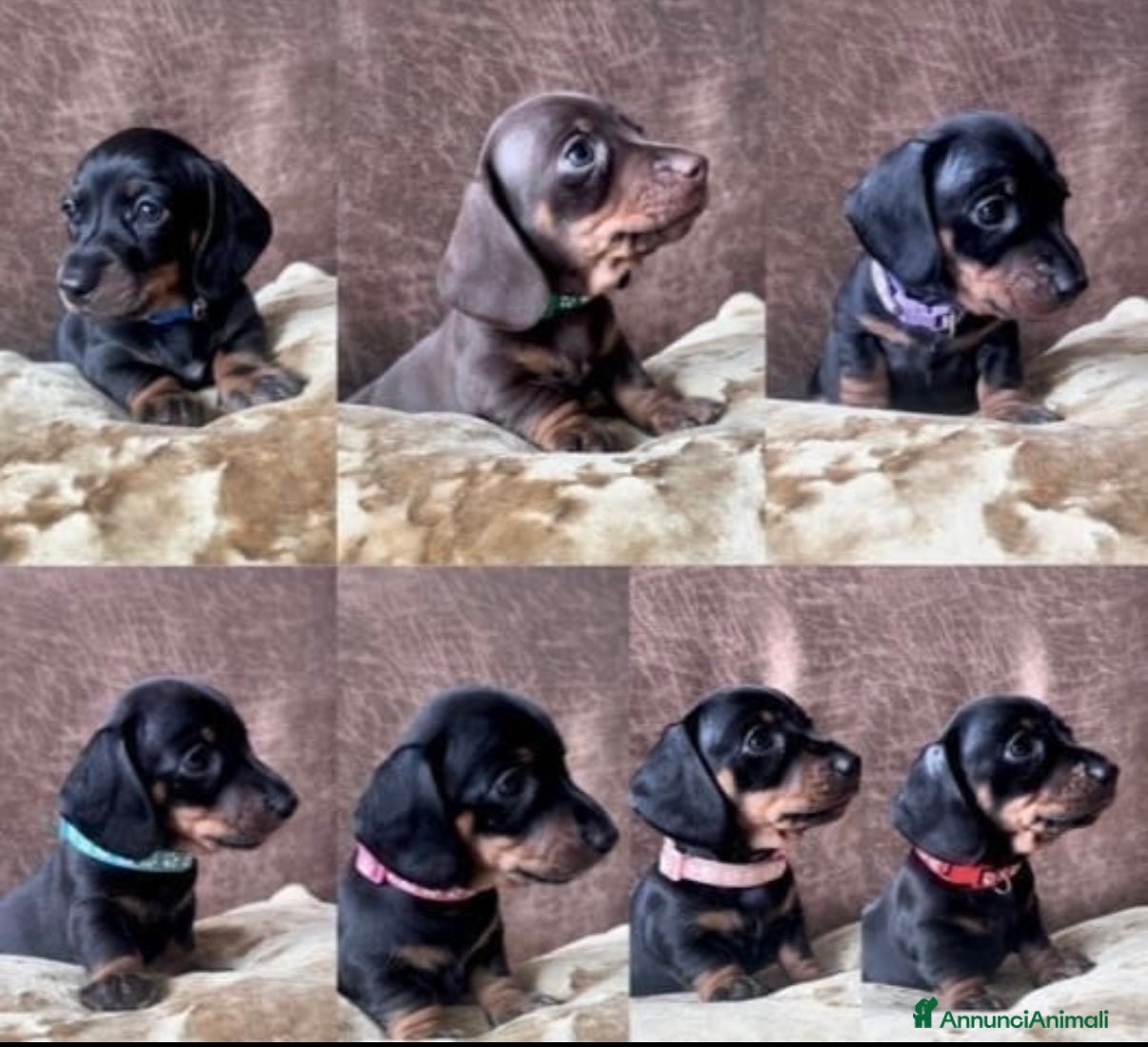 Bassotto cani Bassotti NANI - Annuncio 1
