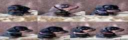 Bassotto cani in vendita: Bassotti NANI - Annuncio 1