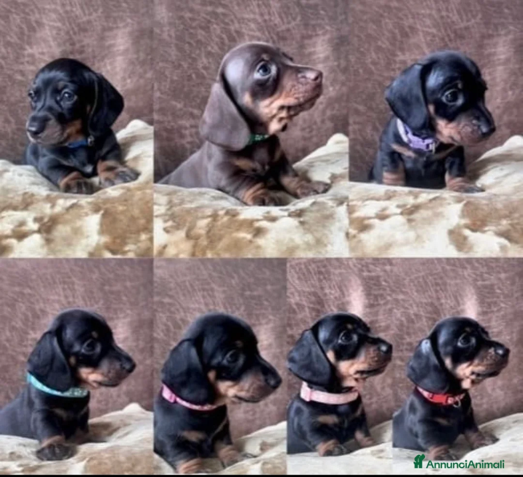 Bassotto cani in vendita: Bassotti NANI - Annuncio 1