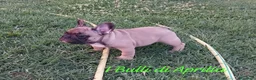 Bulldog Francese cani in vendita: Bulldog Francese  - Annuncio 1