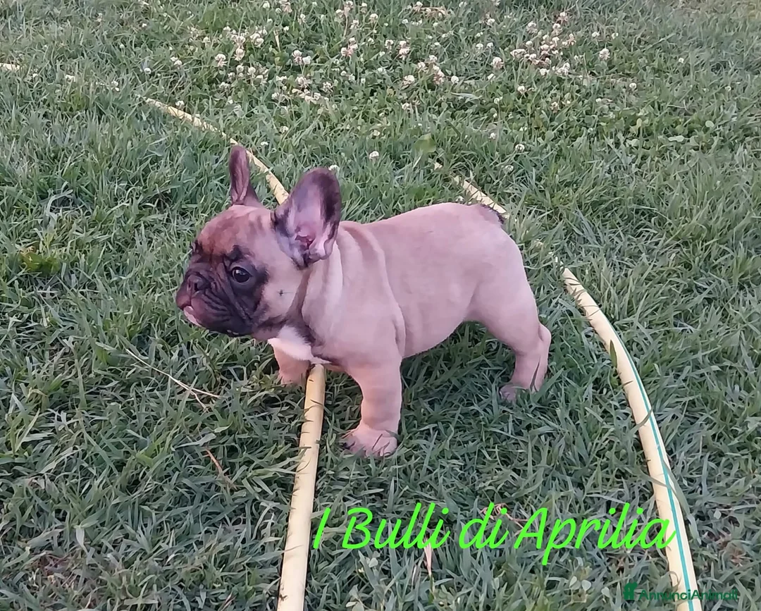 Bulldog Francese cani in vendita: Bulldog Francese  - Annuncio 1