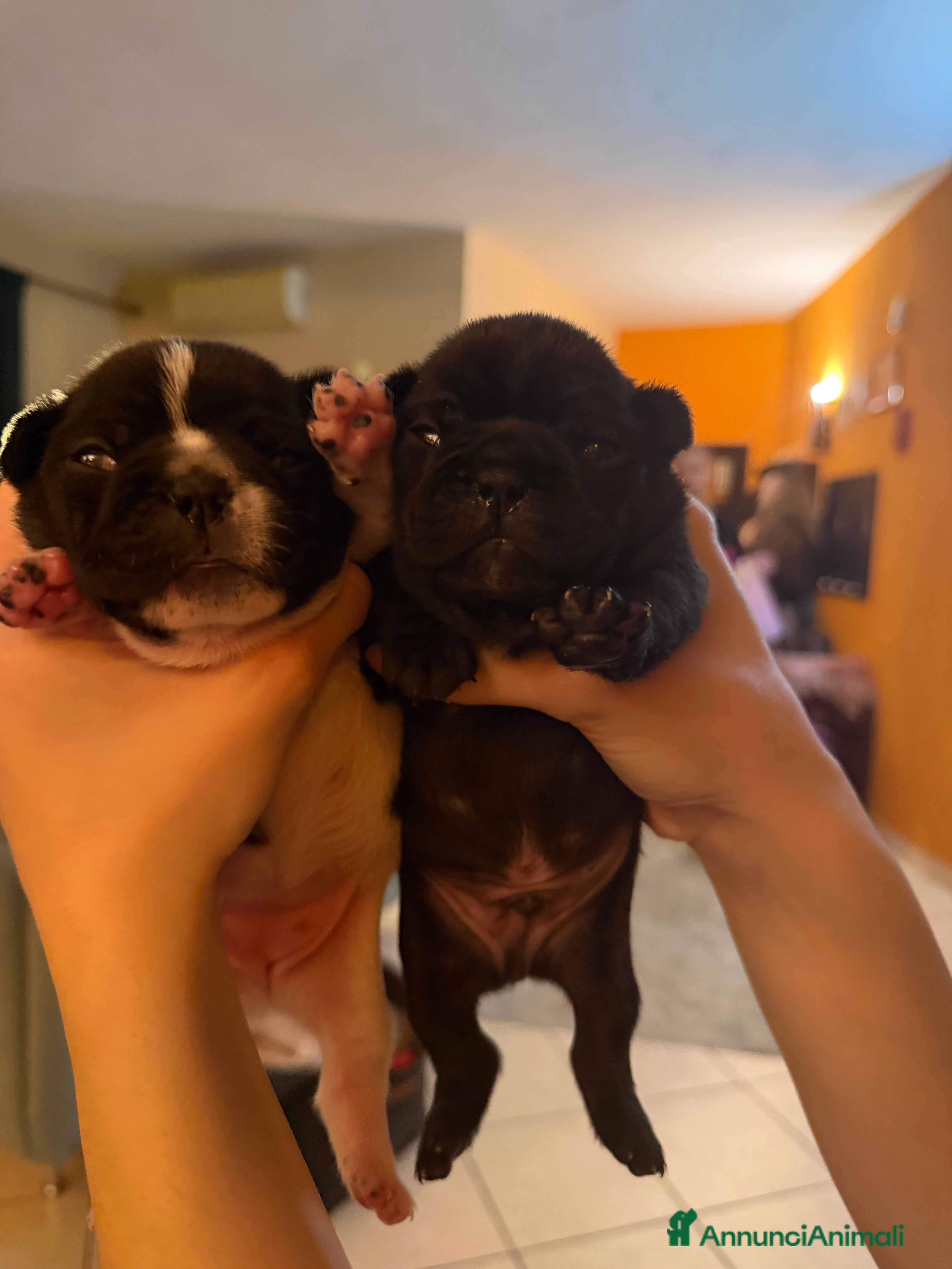 Bulldog Francese cani Bulldog francesi  - Annuncio 2