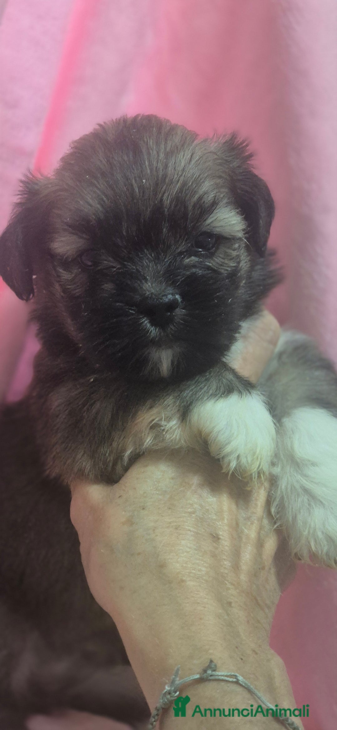 Lhasa Apso cani in vendita: Bellissimi cuccioli di Lhasa Apso - Annuncio 9