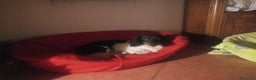 Bassotto cani per accoppiamento: Bassotto piebadl p lungo - Annuncio 3