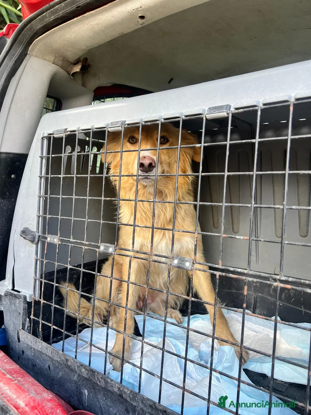 Meticcio cani in regalo: Blondie femmina 18mesi tg contenuta SICILIA - Annuncio 2