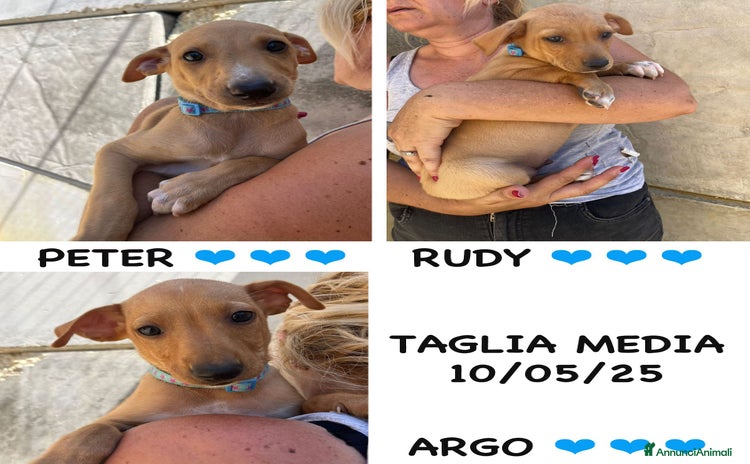 Meticcio cani a Provincia di Bergamo - Annuncio 11