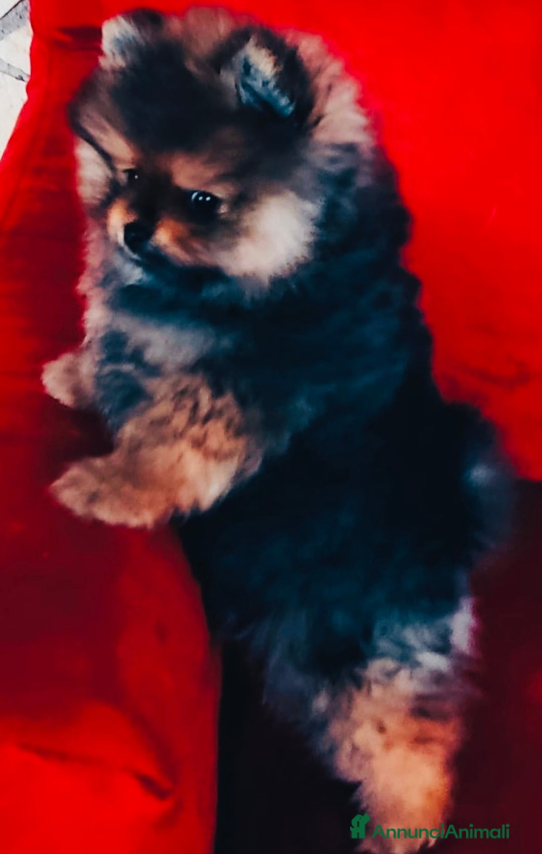 Immagine della galleria {{count}}