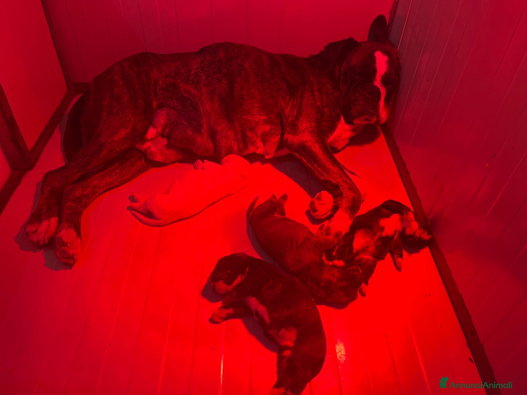 Boxer cani in vendita: Boxer  - Annuncio 4