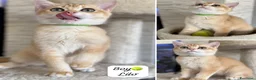 Scottish gatti in vendita: Gatto Scottish Straight  a Provincia di Latina - Annuncio 5