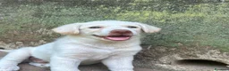 Meticcio cani in regalo: Lumi cerca casa 🏡 - Annuncio 4