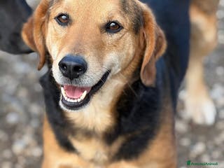 Meticcio cani SETH, nanetto super coccolone. TG PICCOLA. - Annuncio 33