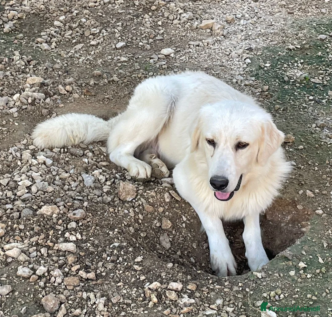 Meticcio cani in regalo: LUCKY TENERO PATATONE - Annuncio 5