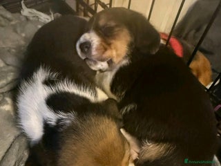 Beagle cani Cuccioli di Beagle cercano umani per sempre! a Città metropolitana di Roma Capitale - Annuncio 3